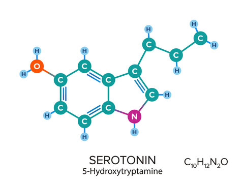 Serotonin chemical structure diagram. Molecular formula of 5-hydroxytryptamine neurotransmitter.