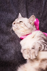 Fluffy white cat with a pink bow, elegant pet portrait, adorable feline moment, soft animal beauty, indoor charm © ketrin