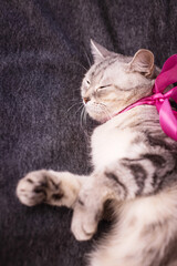 Fluffy white cat with a pink bow, elegant pet portrait, adorable feline moment, soft animal beauty, indoor charm © ketrin