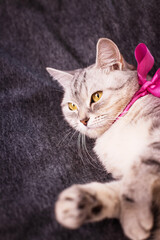 Fluffy white cat with a pink bow, elegant pet portrait, adorable feline moment, soft animal beauty, indoor charm © ketrin