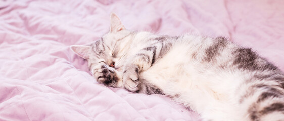 Tabby cat resting on a green knitted blanket with a pink toy, cozy pet scene, domestic feline moment, soft animal comfort, indoor relaxation © ketrin