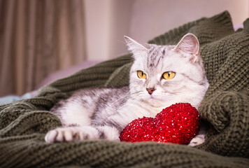 Tabby cat holding a red heart toy, adorable pet moment, cozy feline scene, soft animal comfort, indoor charm © ketrin
