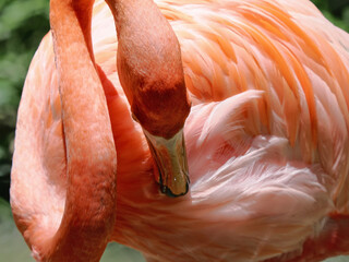 Close up of a vibrant orange flamingo with intricate feather details against a blurred greenish background © wisannumkarng
