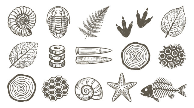 hand drawn set of ancient fossils and natural elements, includes ammonite, fern leaf, dinosaur footprint, fish skeleton, tree ring, geology study