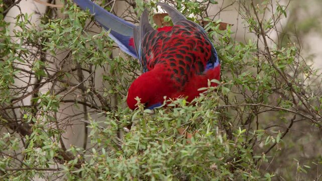 Crimson Rosella Parrot Foraging in Green Bush Foliage