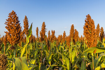 A dense field of ripe sorghum plants with brown seed heads, growing under a clear bright blue sky on a sunny day. © tai