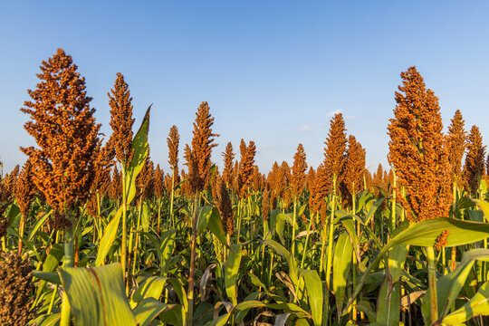 A dense field of ripe sorghum plants with brown seed heads, growing under a clear bright blue sky on a sunny day.