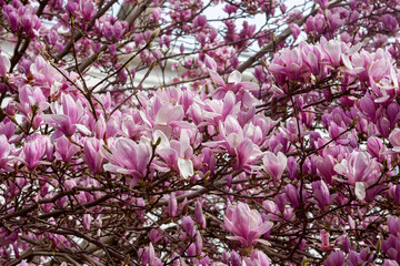 Close-up of Magnolia soulangeana in full bloom in a garden of the Crescent, Alverstoke, Hampshire, UK © Will Perrett