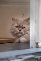 Gatto © Monia