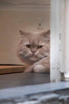 Gatto