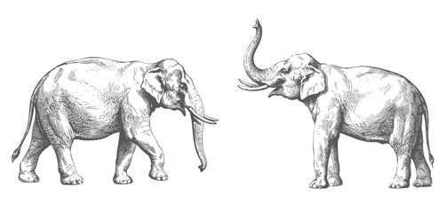 Obraz premium Elephant duo illustration with walking and raised trunk poses in antique engraving. 
