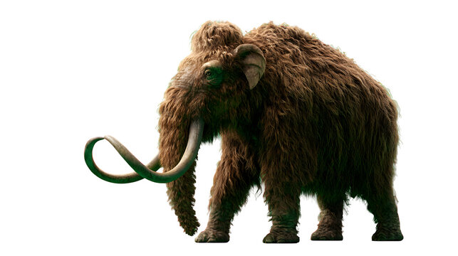 Majestic prehistoric woolly mammoth standing with large curved tusks and thick fur on transparent background