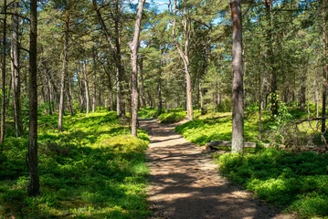 The Darß Forest is a wooded region on the western coast of the Darß peninsula on Germany's Baltic coast. It covers 5,800 hectares and is part of the Western Pomeranian Lagoon Region National Park. © ksl