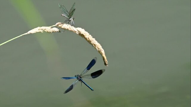 Male Banded Demoiselle Damselfly Hovering in Slow Motion near Female Perched on Grass