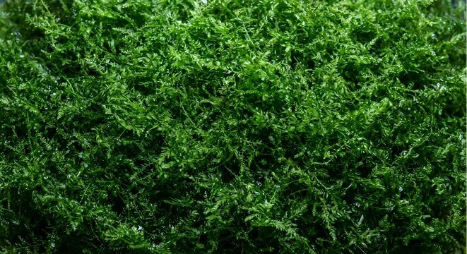 Lush green moss texture filling the frame. High-quality macro photography perfect for nature, eco-friendly, botanical, and terrarium background designs.
