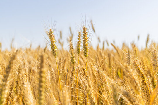 Mature golden wheat ears stand in a sunlit field under a clear light blue sky, ready for harvest.
