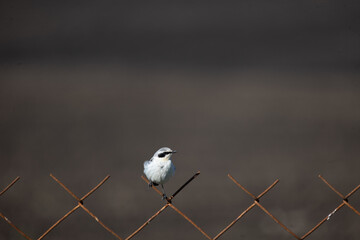 Northern wheatear perched on rusty wire mesh fence against dark blurred background
