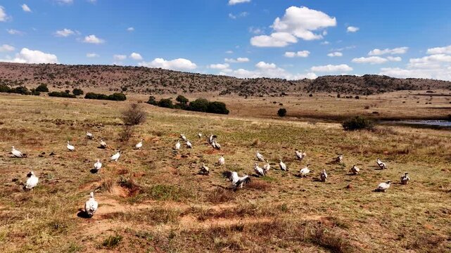 Drone flyover, committee of white-backed vultures sunning and resting after feed