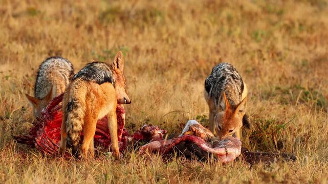 Three black-backed jackals gorging themselves on flesh of carcass in field