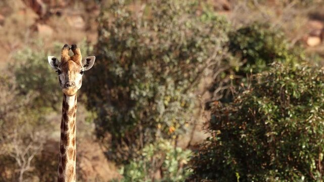 Ruminating giraffe chews cud as it stares directly at camera, frontal telephoto