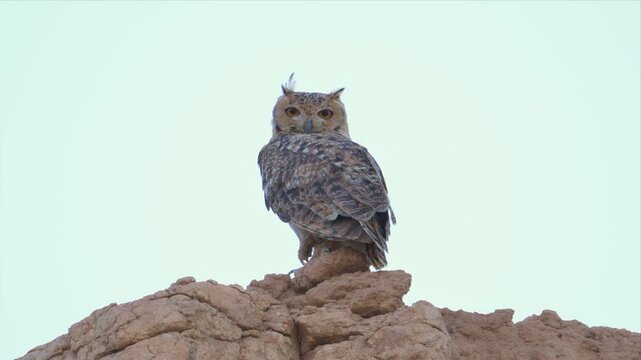 An adult Pharaoh eagle-owl perches alert on a rocky pinnacle, ear tufts raised against a pale sky.