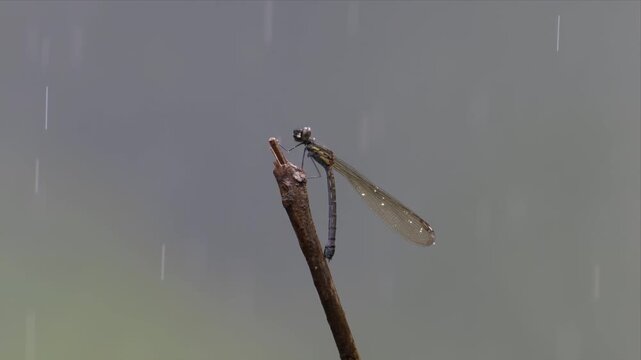 A delicate damselfly clings to a twig as gentle rain falls against a soft misty background.