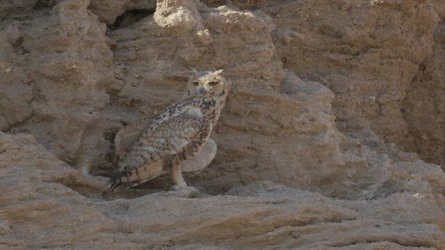 An adult Pharaoh eagle-owl perches inside a sandy rock crevice, turning its head as it surveys the desert surroundings.