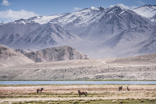 Horses grazing in a grassy mountain valley at sunset, against a backdrop of a mountain range with snow and glaciers, livestock grazing in the Pamir Mountains