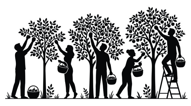 Black and white silhouette of people harvesting fruit from trees
