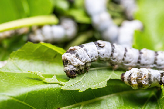 Close-up shot of silkworm larvae feeding on fresh green mulberry leaves, showing their segmented bodies and natural feeding behavior.