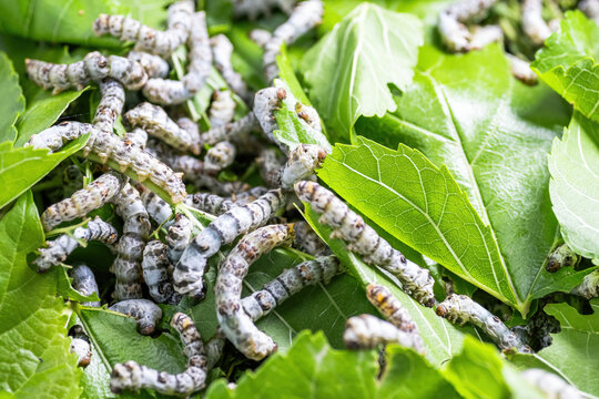 A cluster of domesticated silkworm larvae feeding on fresh green mulberry leaves, a key stage in sericulture.