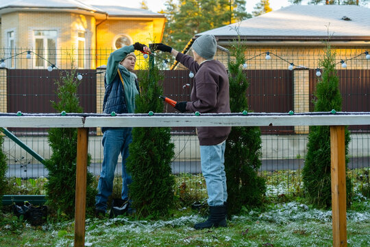 Elderly homeowner pruning thuja hedge before winter in autumn backyard. Confident senior woman shapes arborvitae with shears. Independent retiree handles yard maintenance with skill and experience