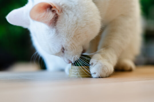 White cat eating on floor with gentle calm demeanor at home indoors. Feline pet bending down snacking in serene domestic setting. House cat forager enjoying meal on surface in peaceful room