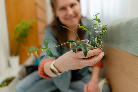 Hand holding a potted plant with green leaves in closeup under soft natural light near a window. Serene
