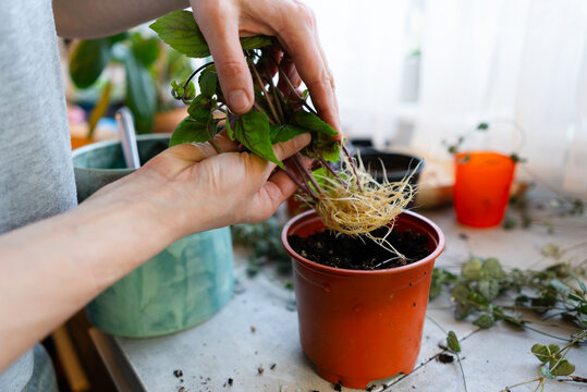 Woman removing roots of a potted plant with delicate leaves closeup. Focused gardener cleaning and inspecting root system for repotting with calm careful tenderness in natural light at home.