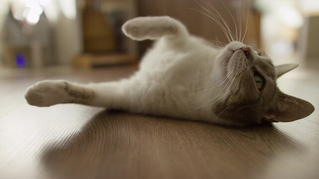 Playful House Cat Rolling on Wooden Floor