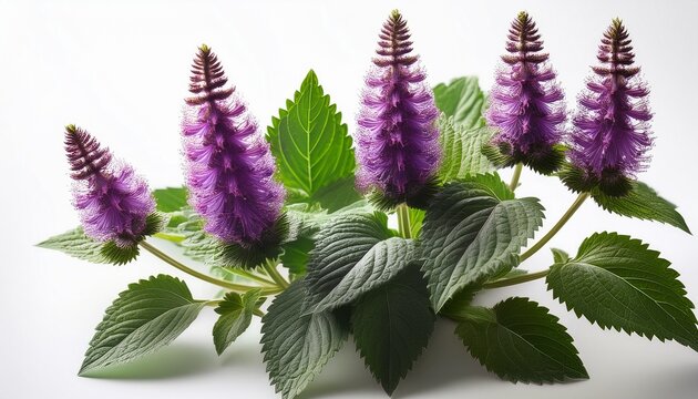 Patchouli Plant With Vibrant Purple Flowers And Rich Green Leaves Against A Clean White Background For Natural Aesthetics