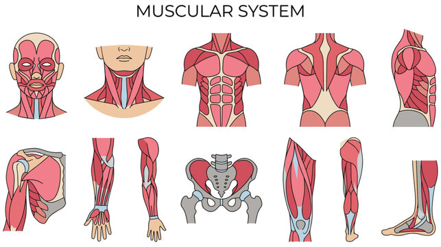 Muscular system human body anatomy different views set vector isolated.