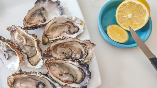 Freshly shucked oysters on a white plate with lemon wedges and a knife on a blue plate, ready for seafood tasting