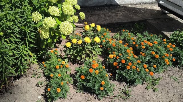 Beautiful summer garden bed with blooming white hydrangeas and bright orange marigolds swaying in the wind on a sunny day. Perfect for nature, gardening, and landscaping backgrounds.
