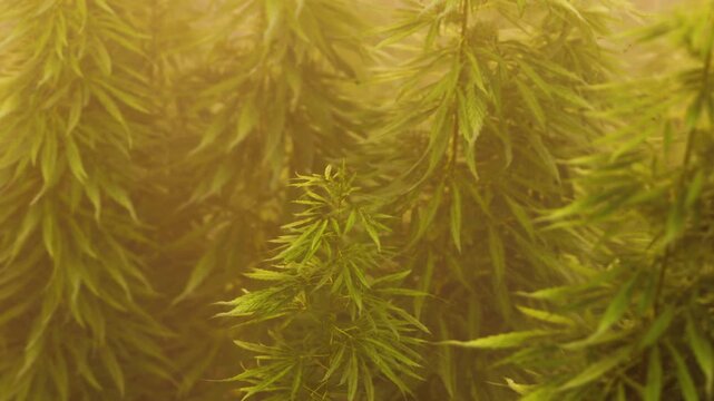 Cannabis plants grow tall in a greenhouse. Sunlight filters through the leaves. Farmers may tend to the plants. The environment is warm and humid for growth.