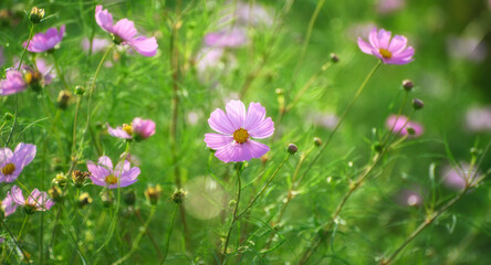 Fototapeta premium Pink cosmos flowers blooming in a soft green meadow background.