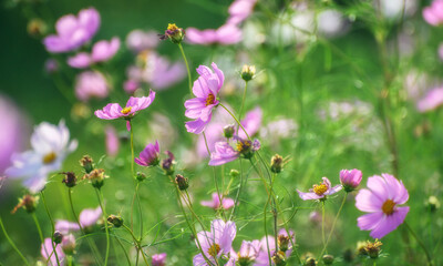 Pink cosmos flowers blooming in a soft green meadow background. © Vladimir Arndt