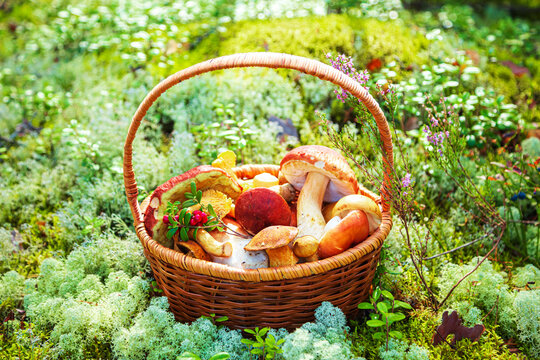 Wicker basket full of edible mushrooms in sunny forest. Mushroom picking.