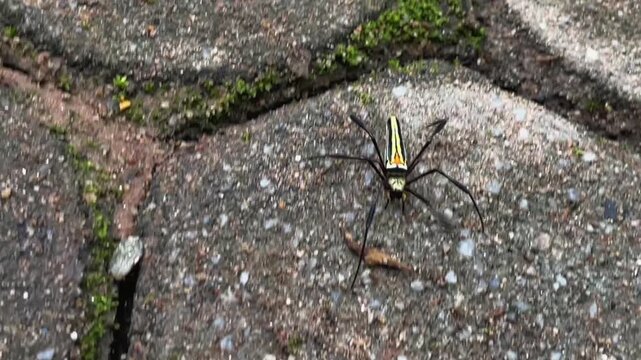 A giant golden orb-weaver spider (Nephila pilipes) rests on a round garden tile. This long-limbed tropical spider is seen in its natural environment.