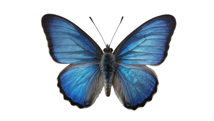 Vibrant blue butterfly with intricate wing patterns, isolated on transparent background © vasili