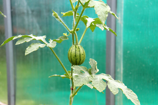 A watermelon plant with a small striped fruit in a greenhouse on a summer day - horizontal color photo, close-up, vertical melon patch