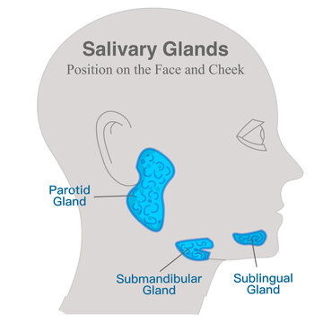 Salivary glands are found in and around your mouth and throat. Parotid, submandibular, and sublingual glands. Illustration vector