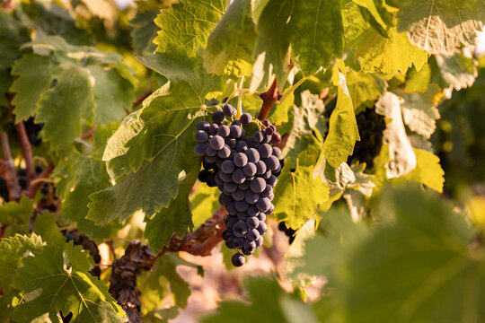 Grande grappe de raisin rouge entour&eacute;e de feuilles vertes dans une parcelle de vigne ensoleill&eacute;e, raisin m&ucirc;r