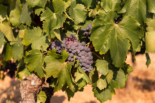 Grappe de raisin rouge en gros plan, feuilles vertes et pied de vigne